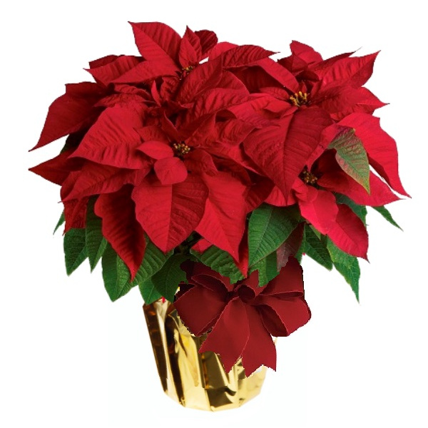 Deluxe Poinsettia Basket Special 