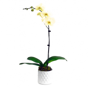 The Only Orchid Yellow 